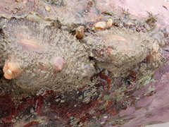 Barbatia novaezealandiae