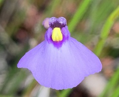 Utricularia barkeri