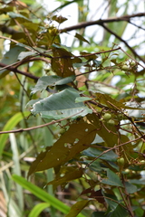 Vismia baccifera