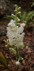 Veratrum fimbriatum