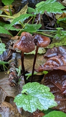 Marasmius plicatulus
