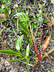 Pterostylis banksii