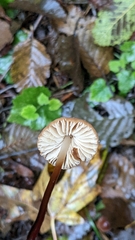 Marasmius plicatulus