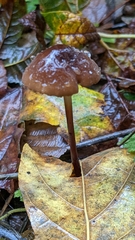 Marasmius plicatulus