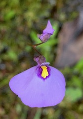 Utricularia barkeri