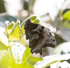 Papilio oribazus