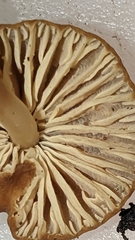 Marasmius plicatulus