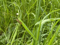 Philobota protecta