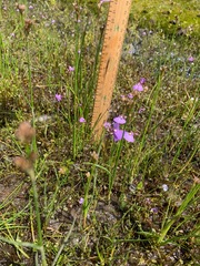 Utricularia barkeri