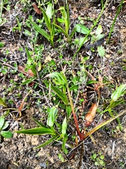 Pterostylis banksii
