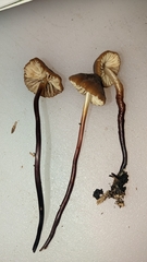 Marasmius plicatulus