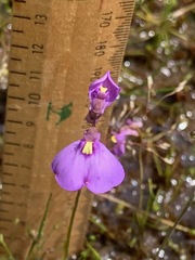 Utricularia barkeri