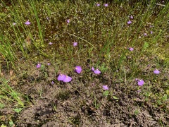 Utricularia barkeri