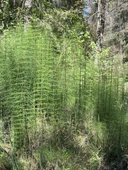 Equisetum myriochaetum