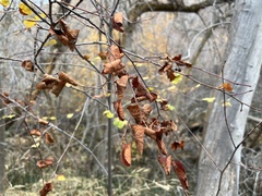 Amelanchier utahensis
