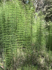 Equisetum myriochaetum