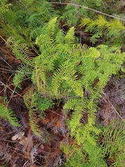 Gleichenia microphylla
