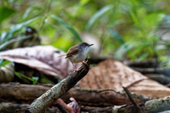 Prinia hodgsonii