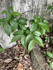 Celtis tetrandra