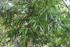 Podocarpus nakaii