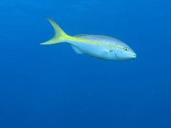 Ocyurus chrysurus