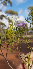 Eremophila ionantha