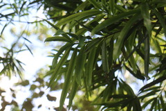 Podocarpus nakaii
