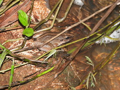 Limnonectes paramacrodon