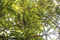 Podocarpus nakaii