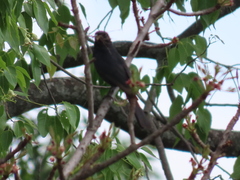 Melaenornis pammelaina