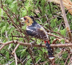 Trachyphonus vaillantii