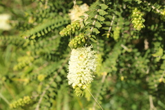 Melaleuca squarrosa