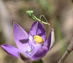 Orthodera ministralis