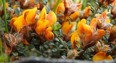 Bossiaea decumbens