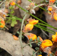 Bossiaea decumbens