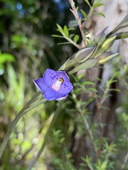 Thelymitra nervosa