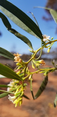 Myoporum platycarpum