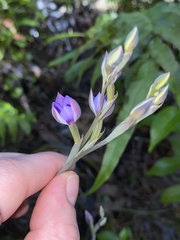 Thelymitra nervosa