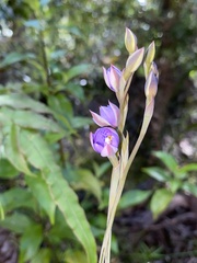 Thelymitra nervosa