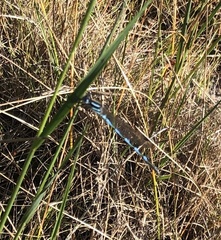 Austrolestes annulosus