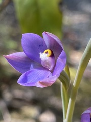 Thelymitra nervosa