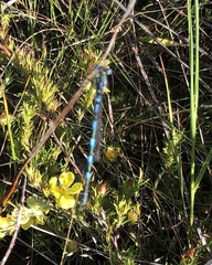 Austrolestes annulosus