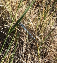 Austrolestes annulosus