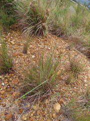 Cymbopogon pospischilii