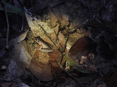 Pulchrana baramica