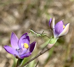 Orthodera ministralis
