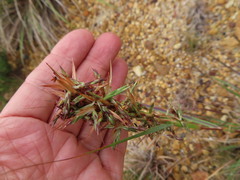 Cymbopogon pospischilii