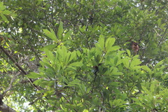 Quercus pachyloma