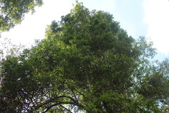 Quercus pachyloma