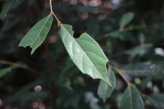 Eustigma oblongifolium